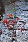 Begonia sp PV2831 Tsingy de Namoroka GPS249 Mad 2015_1368.jpg